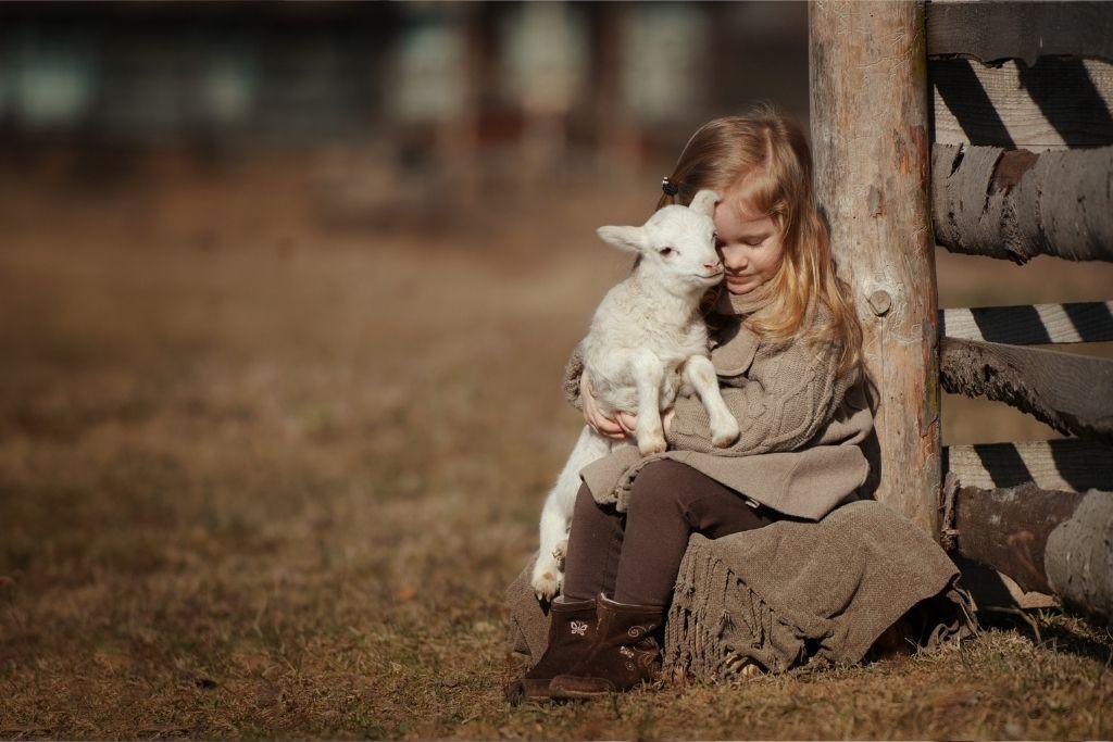 Lapsi halaa karitsaa ulkoaitauksessa.